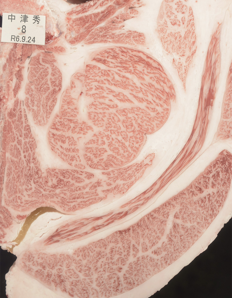 中津秀(なかつひで)KN-734