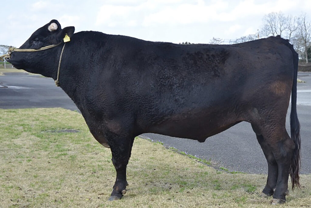 吉秀桜（よしひでさくら）KN-735