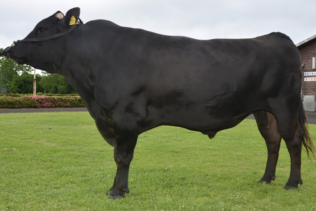 秀巧喜(ひでたくよし)KN-736