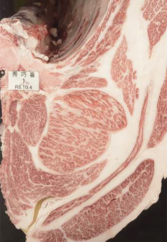 秀巧喜（ひでたくよし）KN-736