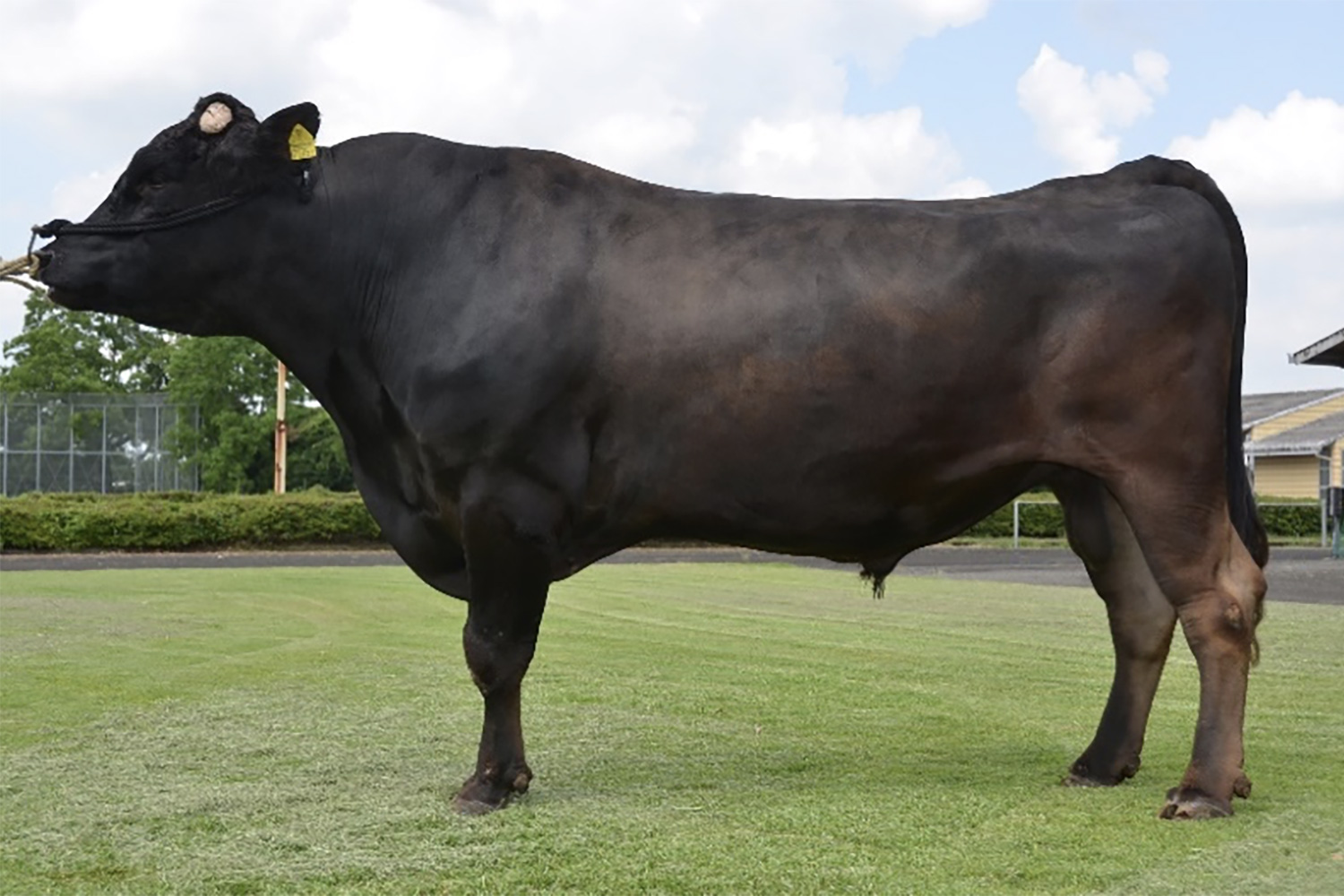 福華松（ふくはなまつ）KN-742