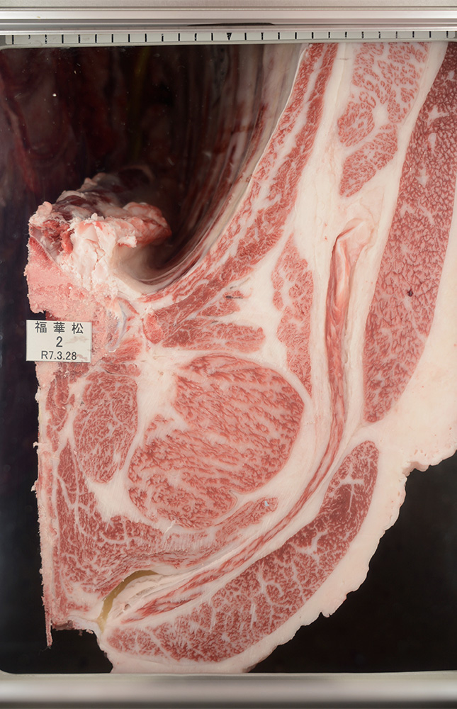 福華松（ふくはなまつ）KN-742