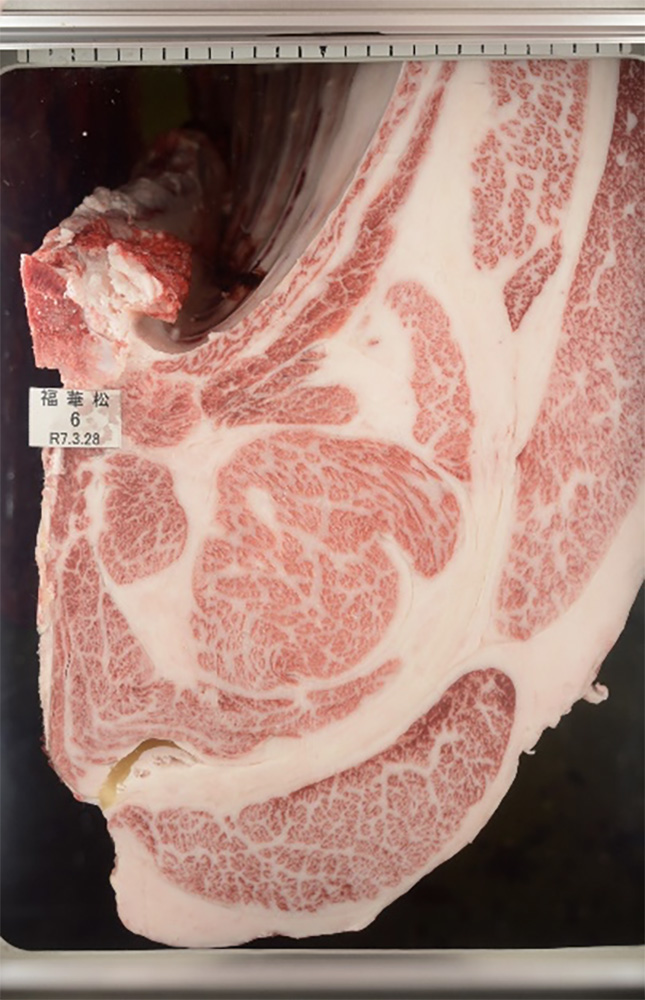 福華松（ふくはなまつ）KN-742