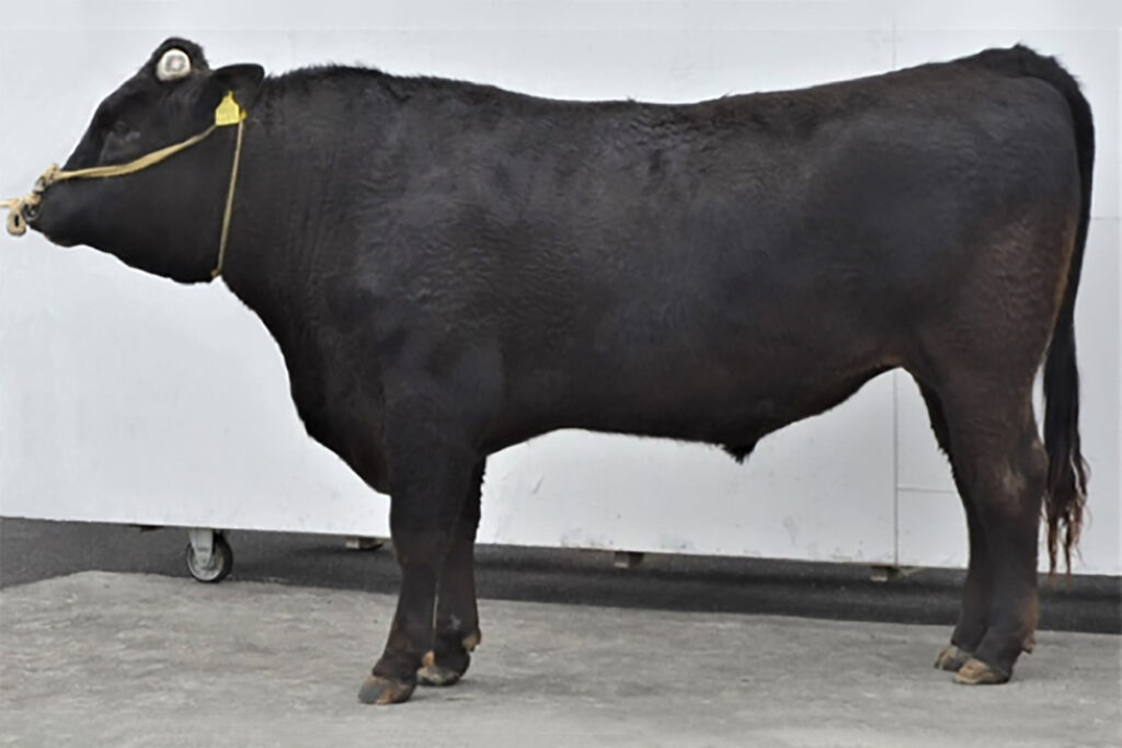 正金皇(まさかねこう)KN-744