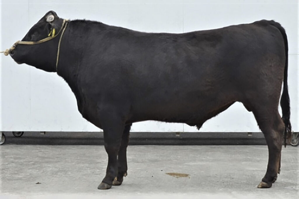 金華藤(かねはなふじ)KN-751