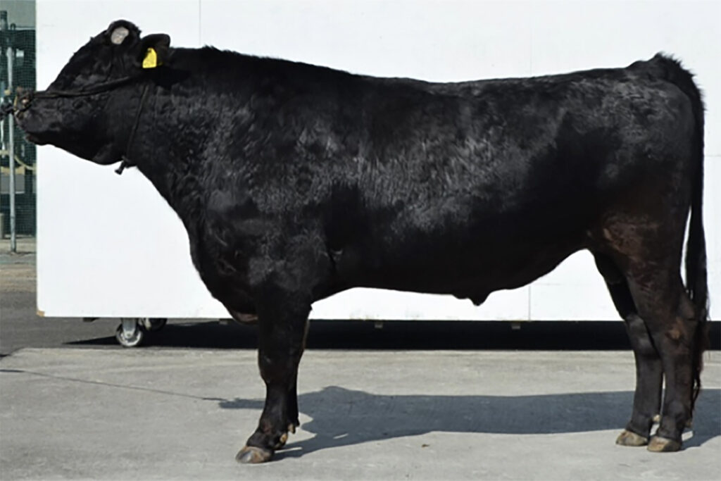 喜高華(よしたかはな)KN-753