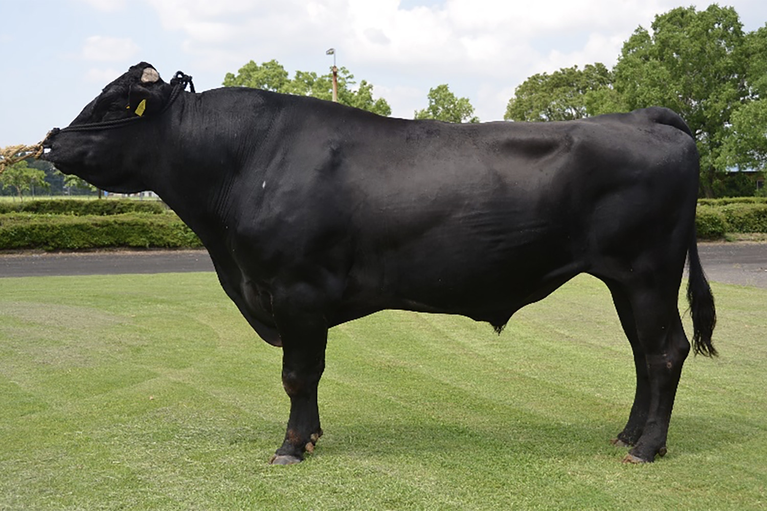 華知喜(はなともよし)KN-754