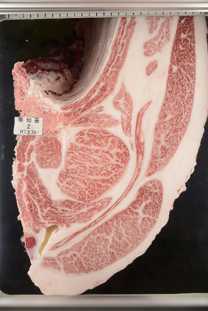 華知喜(はなともよし)KN-754