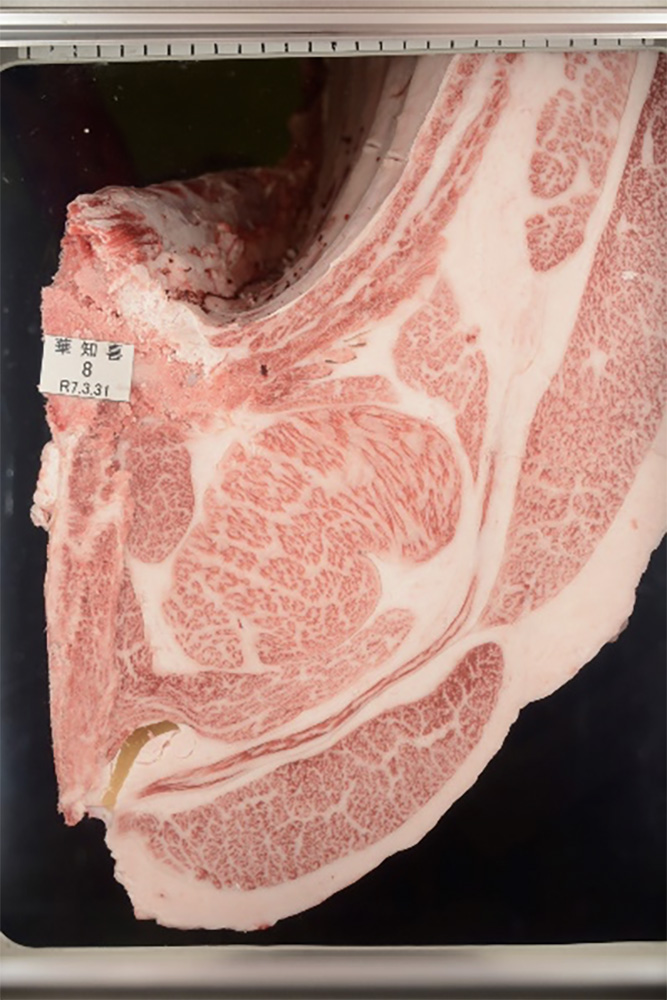 華知喜(はなともよし)KN-754