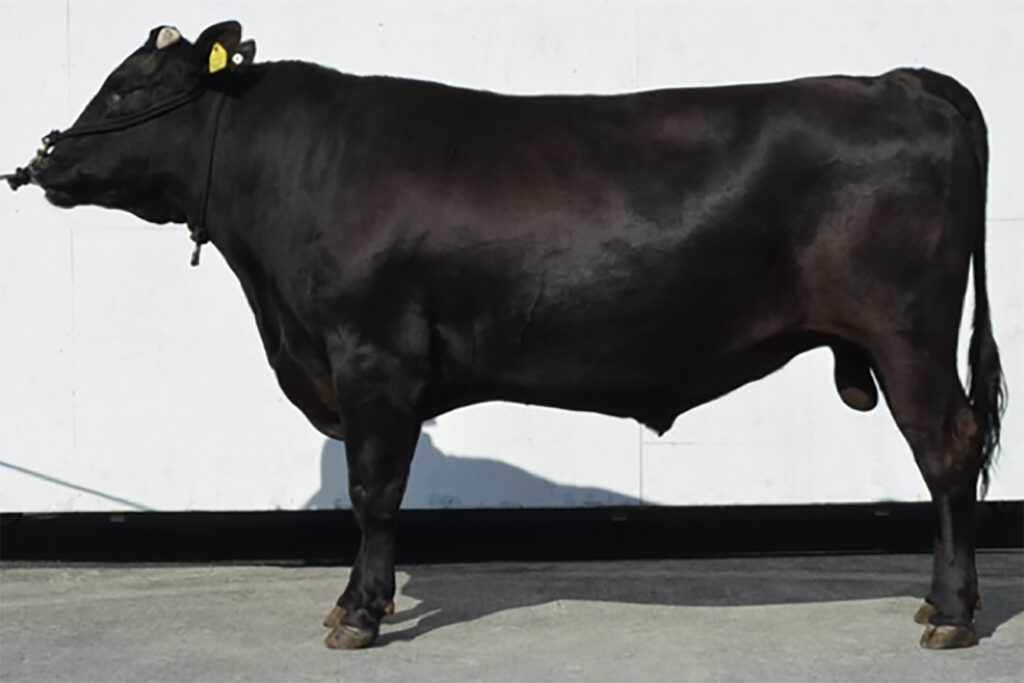 金吉桜(かねよしさくら)KN-757