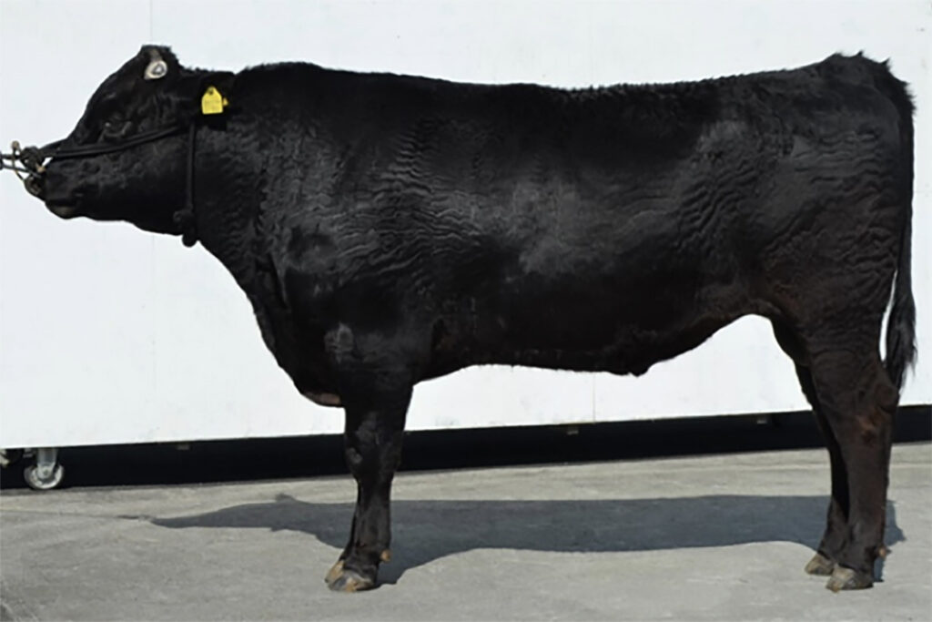 白浜喜(しらはまよし)KN-765