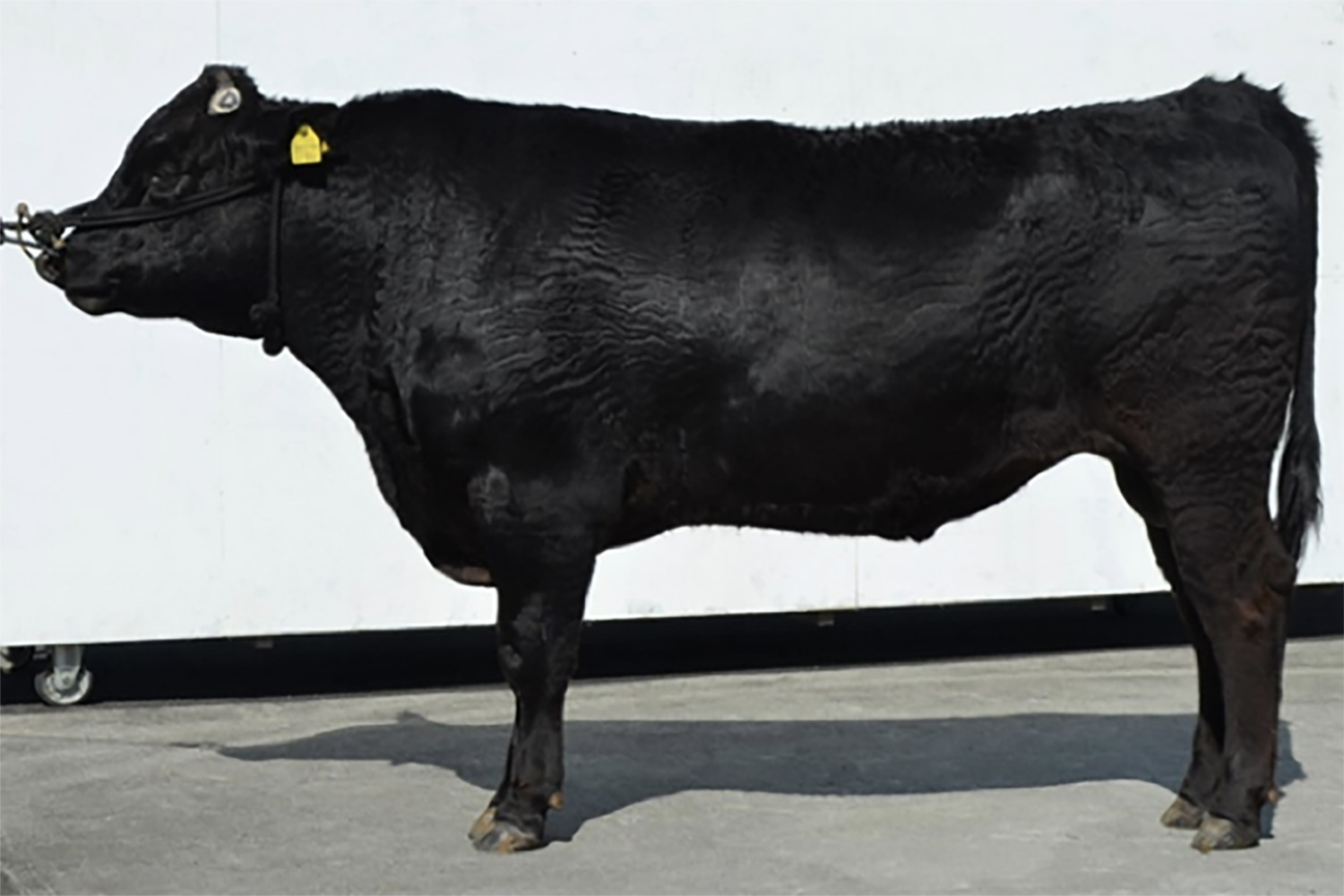 白浜喜(しらはまよし)KN-765