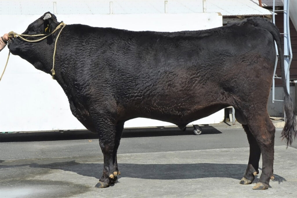 勇太郎(ゆうたろう)KN-770