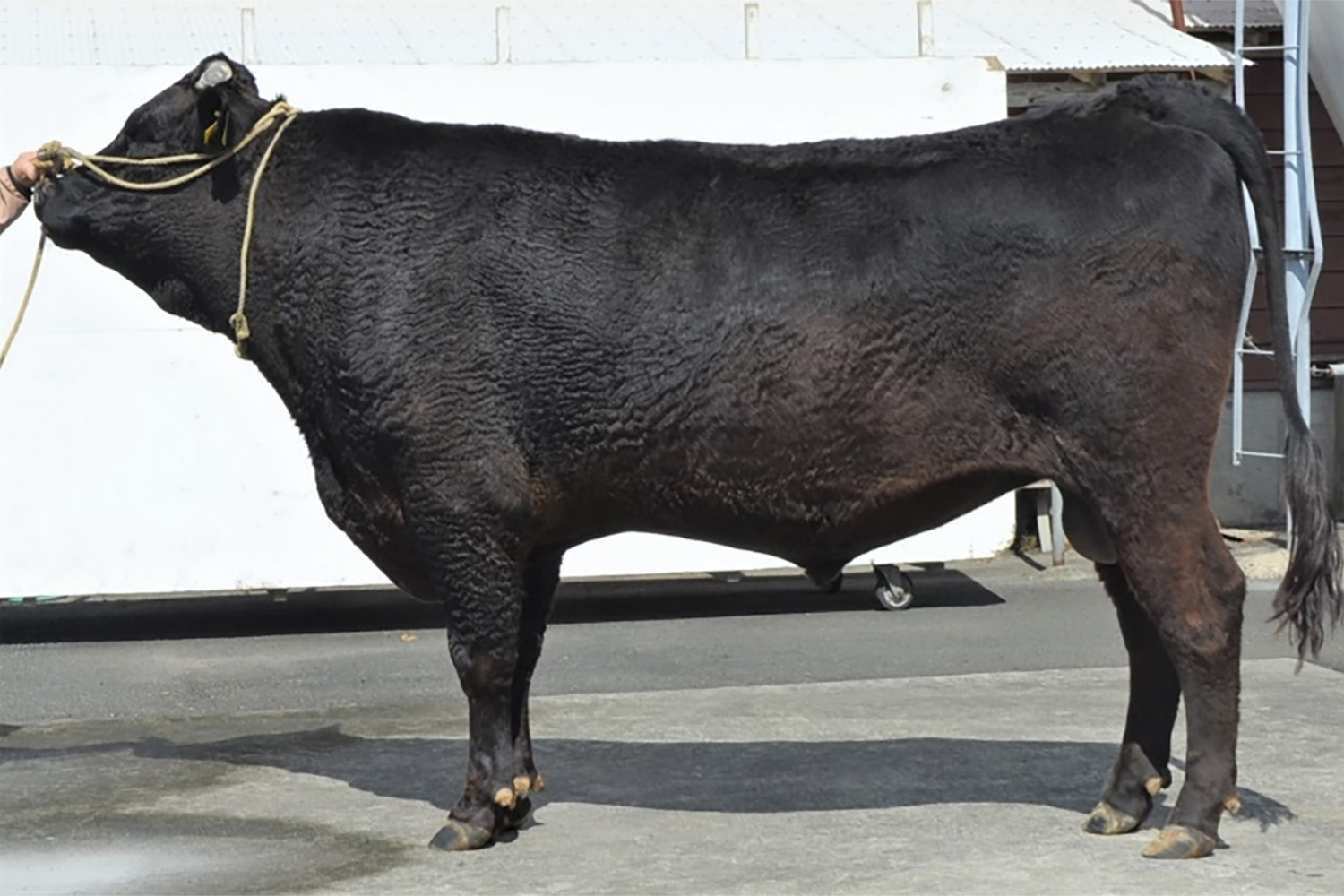 勇太郎（ゆうたろう）KN-770