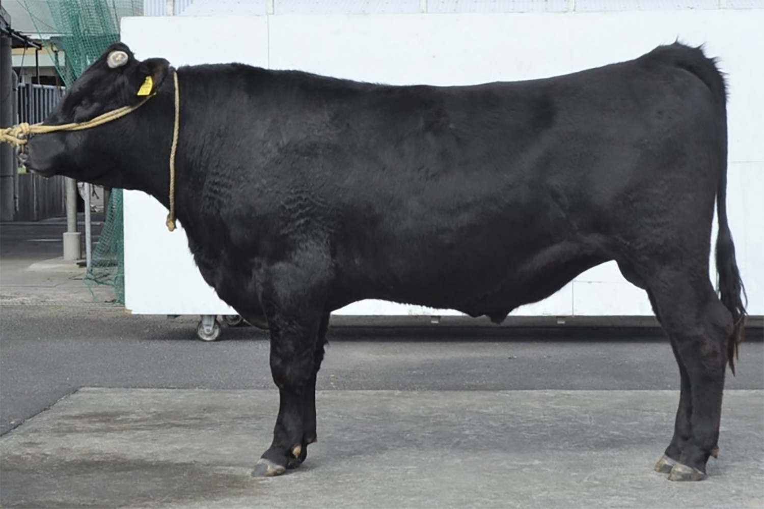 華忠利(はなただとし)KN-781