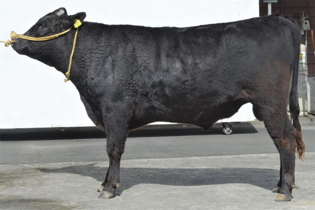 松茂華(まつしげはな)KN-784