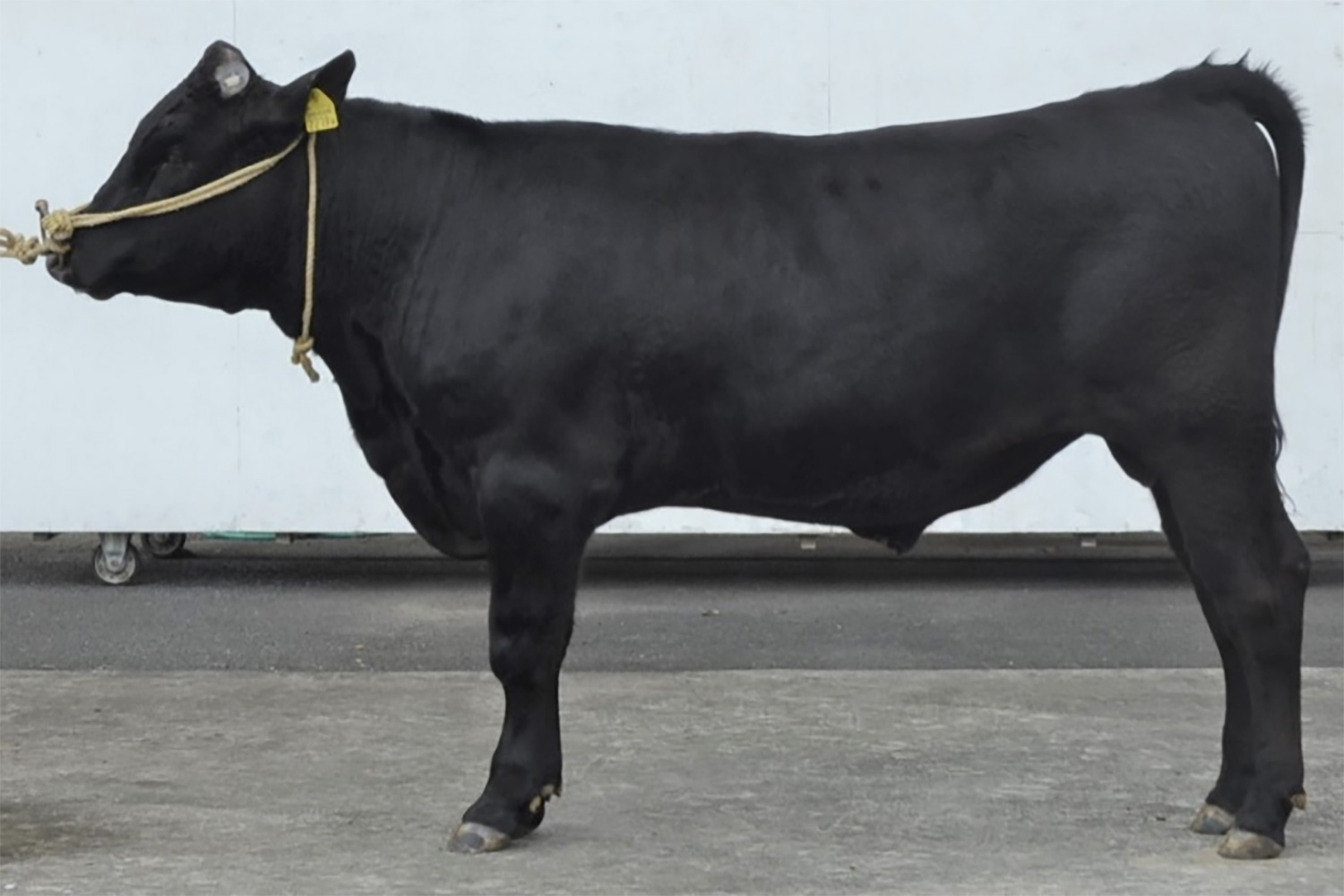 池之華(いけのはな)KN-795