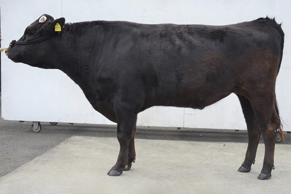 華平勝(はなひらかつ)KN-796