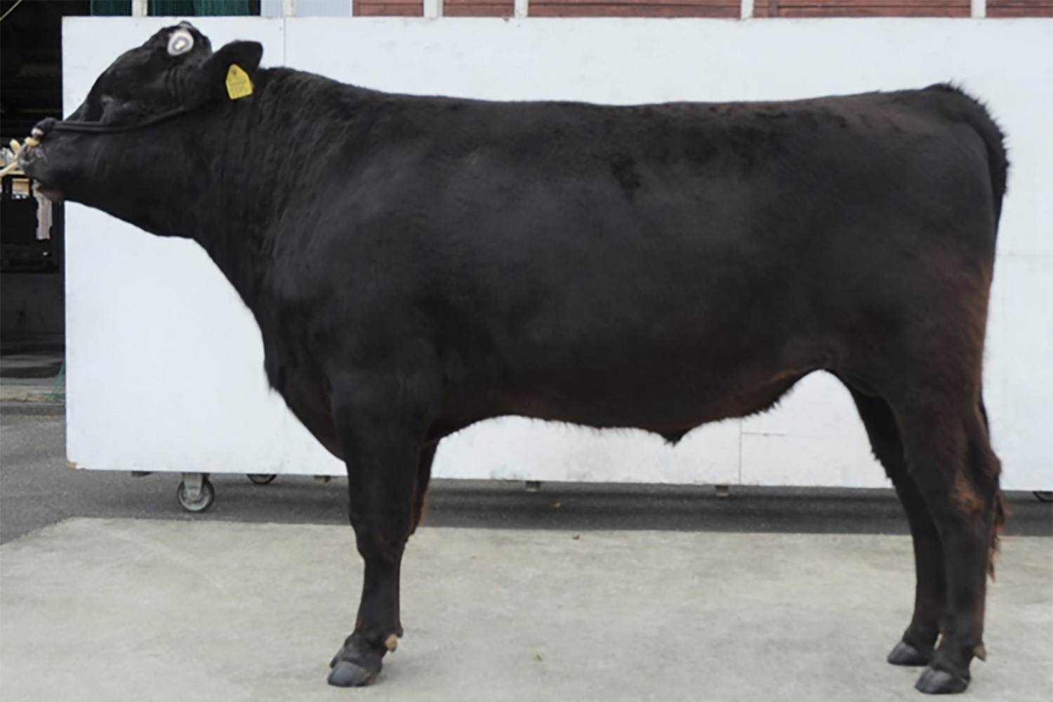 光金浩（みつかねひろ）KN-801