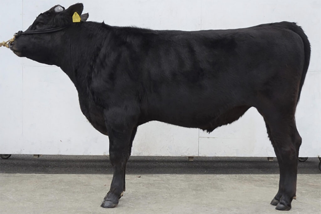 清喜重(きよよししげ)KN-805