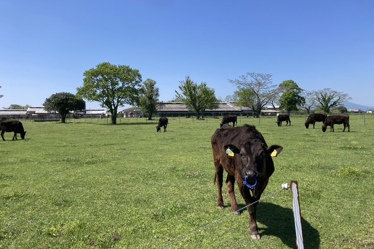 放牧場の繁殖牛