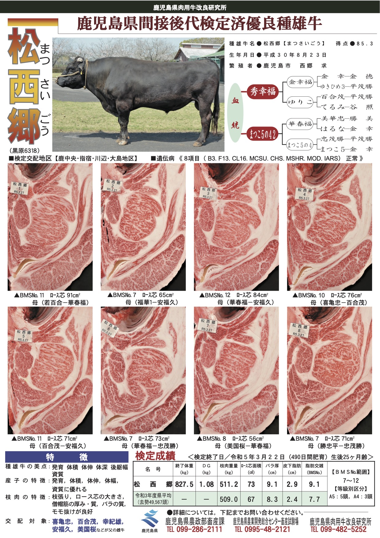 「松西郷」の間接後代検定成績（R5.3）