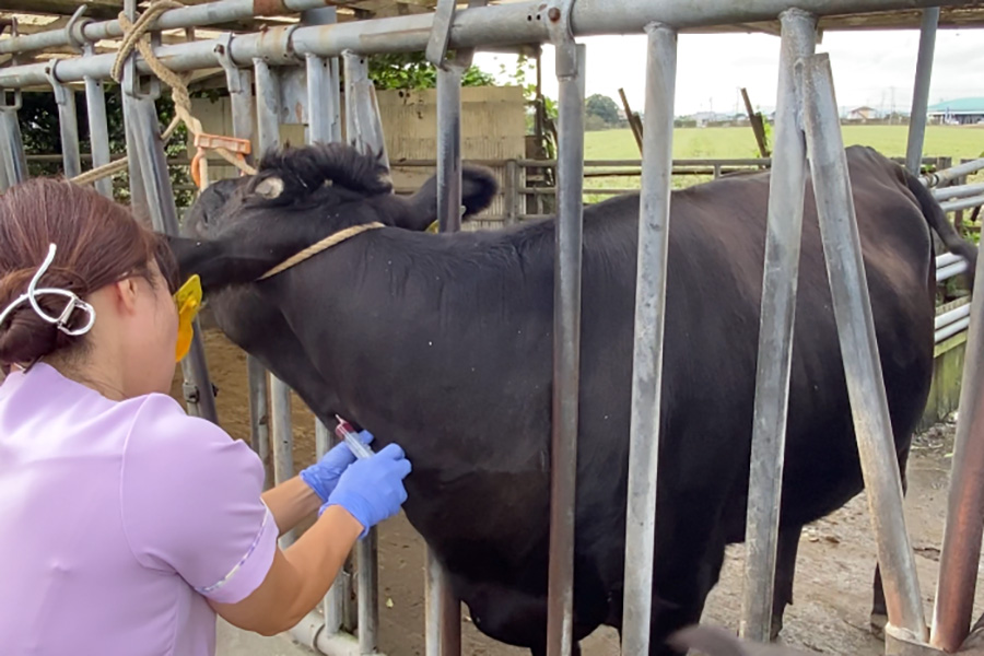 診療(繁殖牛静脈注射)