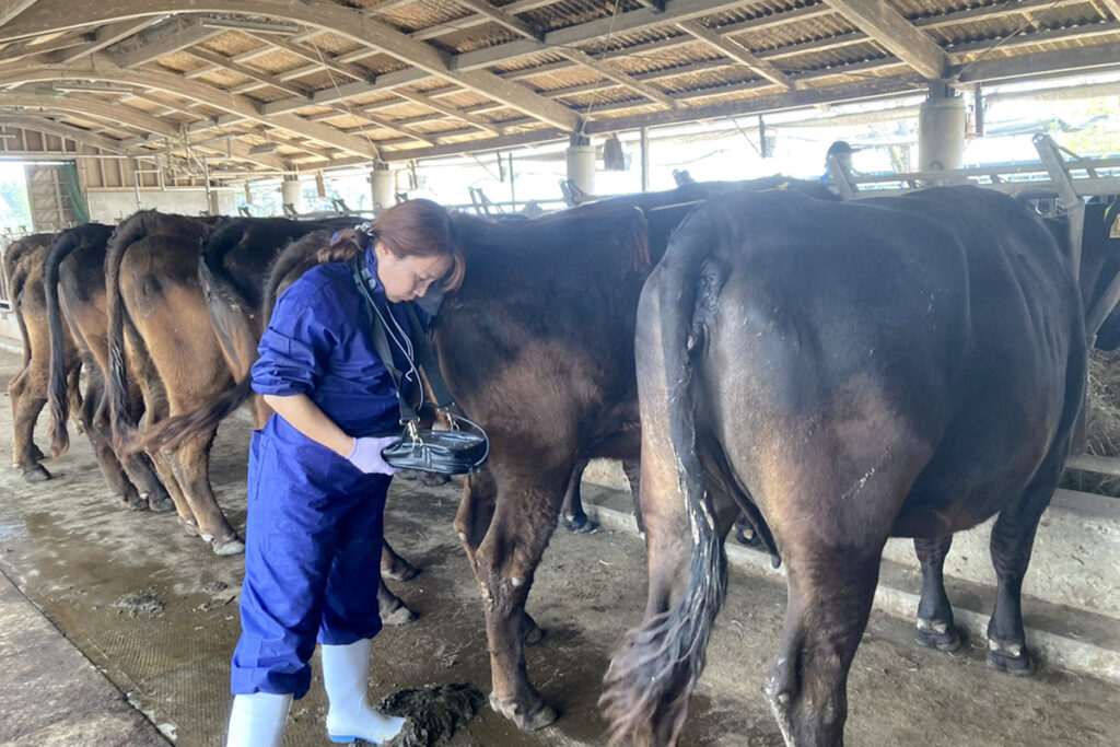 繁殖検診(エコー検査)
